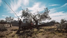 Foto de Cooperativa Agr�cola de Moura e Barrancos inicia campanha de azeitona com perspetiva de colheita hist�rica