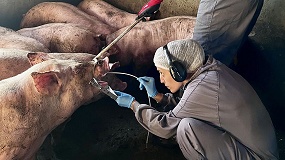 Foto de El IRTA simula la propagaci�n de enfermedades respiratorias porcinas para mejorar su prevenci�n