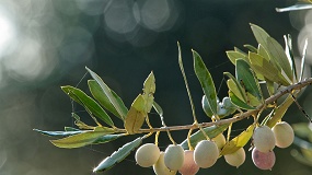 El sector productor reclama aplicar la norma de comercializaci�n del aceite de oliva ante la ca�da de los precios