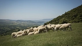 Foto de Navarra destinará cinco millones de euros a ganaderos afectados por la sequía