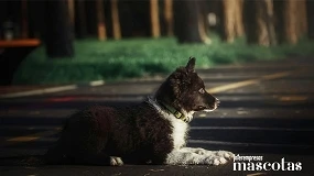 Foto de La RSCE alerta del mayor riesgo de atropello de perros por el cambio horario y menos horas de luz