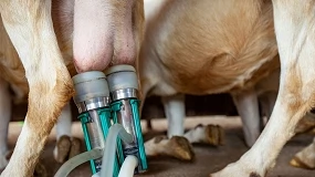 Foto de Udder.AI desenvolve sistema para detetar precocemente a mastite em cabras leiteiras