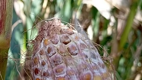 Foto de Una aplicación web ayuda a predecir la fusariosis y las micotoxinas en maíz y cebada