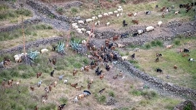 Foto de La asociación de Cabra Palmera aborda el impacto de la mamitis en la producción quesera