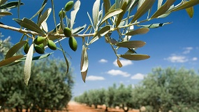 Diez a�os de Xylella fastidiosa en Espa�a: vigilancia e investigaci�n para contener la bacteria