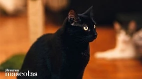 Foto de Sanicat desmonta los mitos y supersticiones más populares sobre los felinos