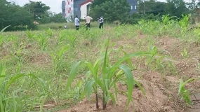Foto de Eurecat coordina Bridge-AI para impulsar la agricultura digital en Kenia, Túnez y Nigeria