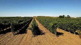 Foto de La DO Ribera del Duero cierra la vendimia de 2026 con 124,1 millones de kilos de uva