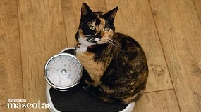 Foto de España ya cuenta con más de 5,6 millones de gatos: por qué necesitan una atención veterinaria especializada