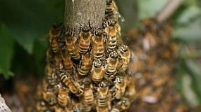 Picture of [es] Los apicultores perdern 1,3 millones de euros de fondos comunitarios por los recortes del Ministerio de Agricultura