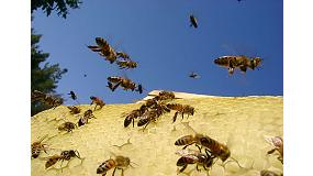 Foto de La produccin de miel se reduce un 70% por la escasa floracin debido a la sequa