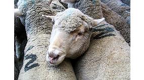 Foto de Mataderos de ovino catalanes finalizan el estudio sobre el aturdimiento del ganado ovino