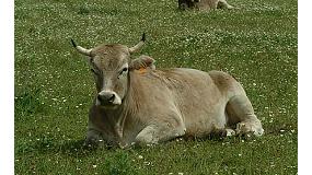 Foto de Valles del Esla presenta una gua prctica para diferenciar entre la carne de buey y la de vaca