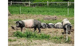 Foto de Puede el estado emocional del cerdo afectar la calidad de su carne?