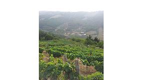 Foto de La viticultura heroica en Asturias
