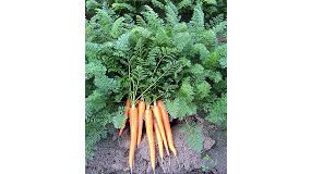 Foto de Syngenta muestra a agricultores gaditanos su variedad de zanahoria con hojas Dordogne