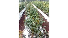 Foto de Ensayo realizado con 'Humita-15' y 'Humita-40' en cultivos de rosas en invernadero