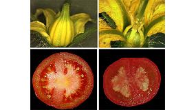 Foto de Tomates de calidad sin necesidad de fecundacin