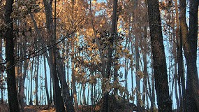 Foto de La biomasa forestal podra reducir drsticamente los incendios forestales en Espaa