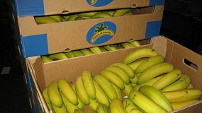 Foto de Smurfit Kappa desarrolla un nuevo embalaje de 8 kilogramos de capacidad para el sector del pl�tano