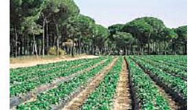 Picture of [es] Productores y exportadores de fresa de Huelva se rene con parlamentarios europeos y responsables de la Comisin