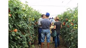 Picture of [es] Jornadas de Syngenta para presentar los buenos resultados del tomate Panekra