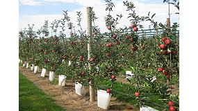 Picture of [es] Una pared de manzanas