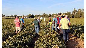 Foto de Syngenta muestra en campo sus variedades para tomate industria que completan su potente oferta global para este sector