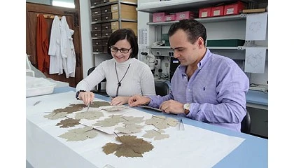 Foto de El CSIC y Jos Estvez colaboran para identificar las variedades de vid del herbario ms antiguo del mundo