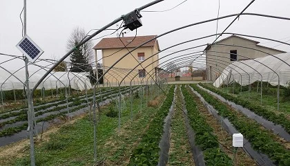 Foto de Cultivos inteligentes que aumentan la calidad de la fresa