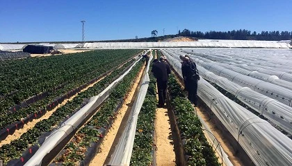 Foto de Periodistas alemanes visitan Huelva para conocer el sistema productivo de las fresas