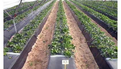 Foto de Desinfestacin de suelo para el cultivo de la fresa en Huelva: resultados de la campaa 2015-16
