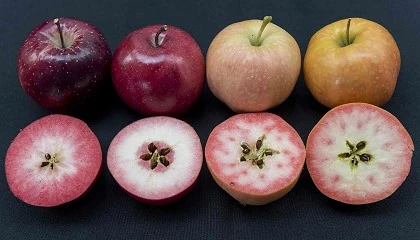 Foto de Ifored y el desarrollo comercial de manzanas de pulpa roja
