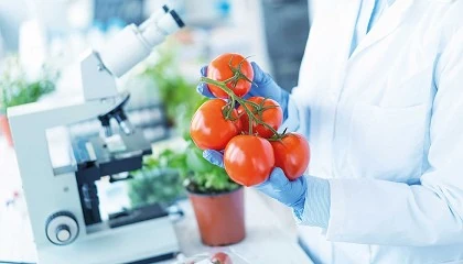 Foto de El aroma de tomate protege a las plantas de los ataques de las bacterias y mejora el rendimiento de los cultivos
