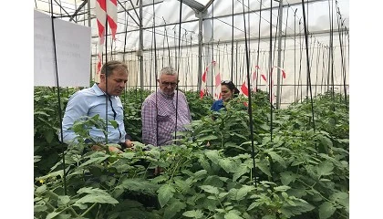 Foto de Estudios en cultivo de tomate con biotecnologa de Edypro confirman mejoras pese al estrs hdrico y nutricional