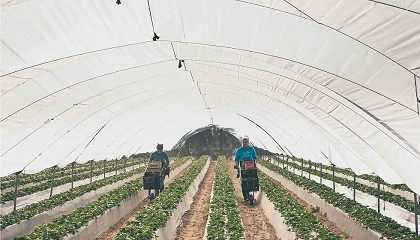 Foto de Andaluca bate rcord de exportaciones de frutos rojos al superar los 700 M