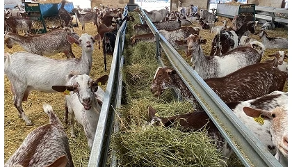 Foto de El aumento de costes en caprino de leche impide la rentabilidad de las explotaciones