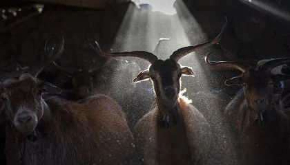 Foto de OVIFOTO'22: Ms de 3.000 euros para premiar las fotos que mejor reflejen la realidad del ovino y el caprino en Espaa