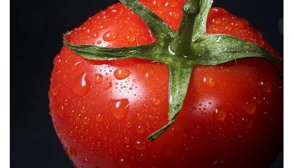 Foto de Evaluar y clasificar tomates, un proceso clave en su produccin
