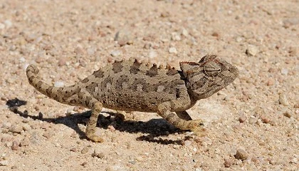 Foto de Desarrollan un revestimiento adaptable a la temperatura inspirado en el camalen