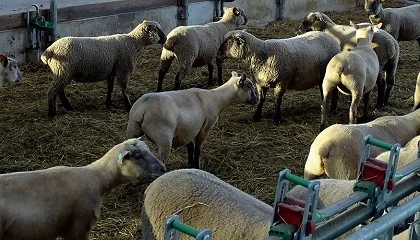 Foto de Monitorizacin del rebao de ganado ovino en el interior de las explotaciones