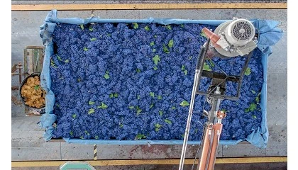 Foto de Existe una tecnologa perfecta para analizar la calidad de la uva? S, la visin artificial
