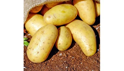 Guía para plantar de forma eficiente trigo, zanahoria, patatas