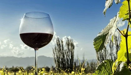 Mala noticia, amantes del vino: Una copa puede contener el doble