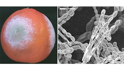 Foto de Diseccin de factores de patogenicidad del hongo patgeno poscosecha de ctricos Penicillium digitatum