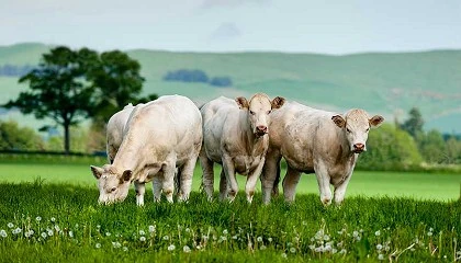 Foto de Huella ambiental de carne y leche de vacuno: manejo y emisiones