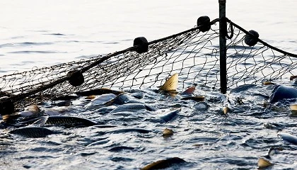 Foto de Cantabria tendrá ayudas para la promoción del consumo de productos de la pesca