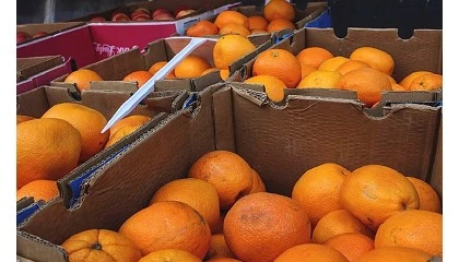 Foto de ASAJA Córdoba denuncia la venta de naranjas de Egipto como si fueran de Palma del Río