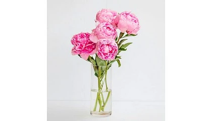 Foto de Peonas y rosas entre las flores que marcarn tendencia esta primavera