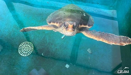 Foto de Arkhé apadrina a una tortuga capturada accidentalmente por una embarcación de arrastre